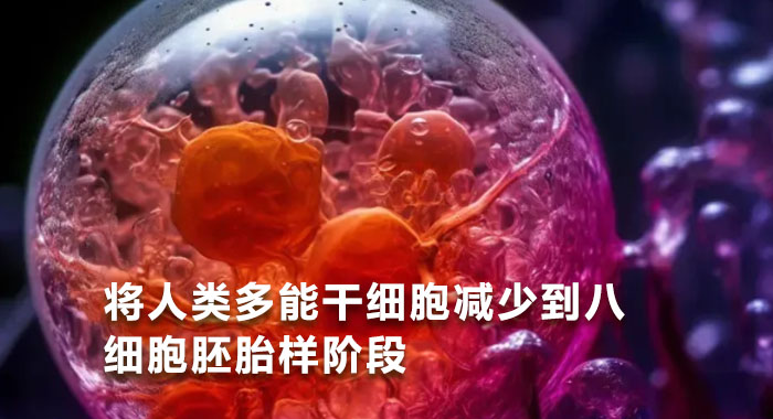 将人类多能干细胞减少到八细胞胚胎样阶段(中文版)