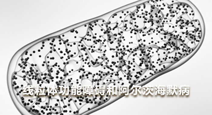 线粒体功能障碍和阿尔茨海默病（英文）