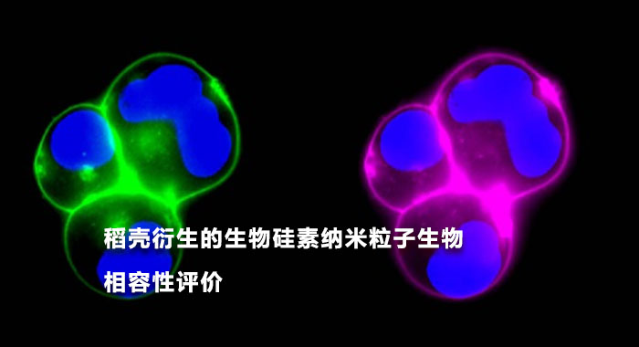 2015，稻壳衍生的生物硅素纳米粒子生物相容性评价(中文版)