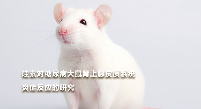 2010，硅素对糖尿病大鼠肾上腺皮质系统炎症反应的研究(英文版)