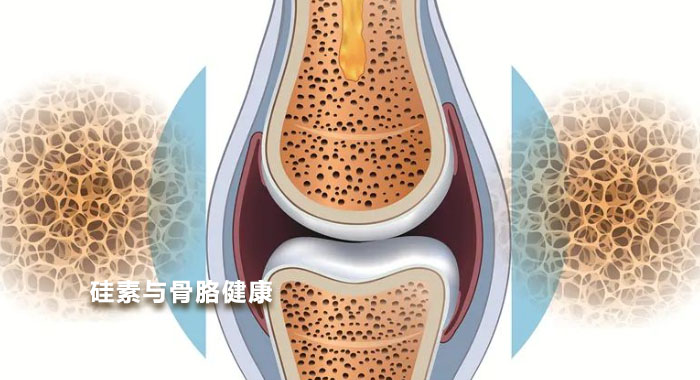 2007，硅素与骨胳健康(英文版)